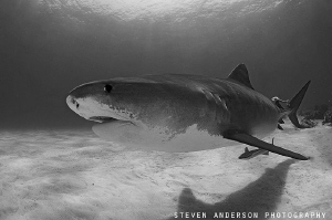Never do I get tired of sharks!!!!!! by Steven Anderson 